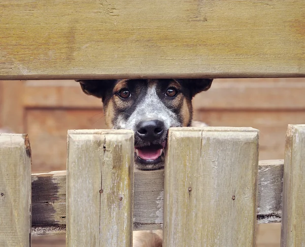 Μοναχικό σκυλί στο κλουβί — Φωτογραφία Αρχείου