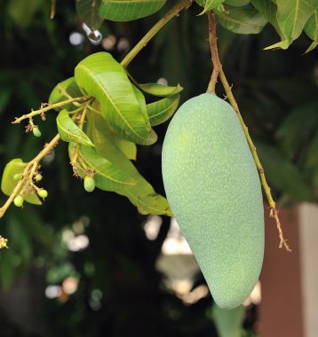 Mango bir ağaç dalı
