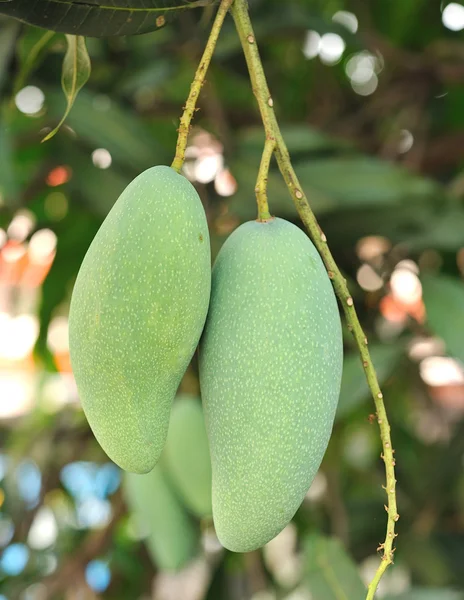 Primer plano de los mangos en la rama de un árbol —  Fotos de Stock