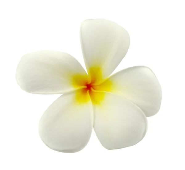 Tropické květy keře (plumeria) izolované na bílém backgro — Stock fotografie