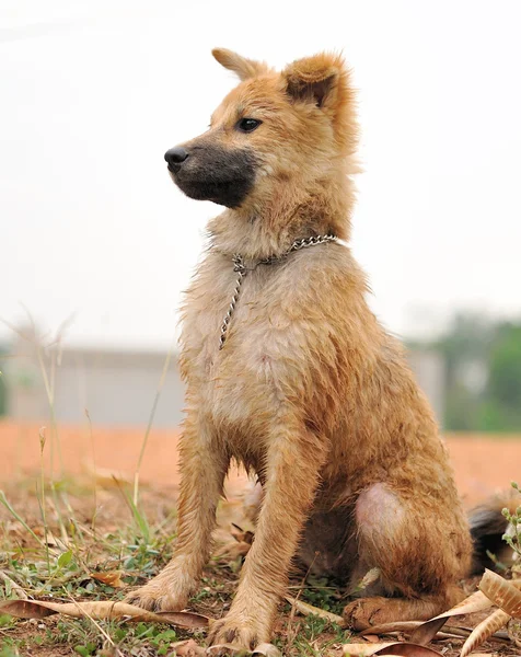 Тайська собака — стокове фото