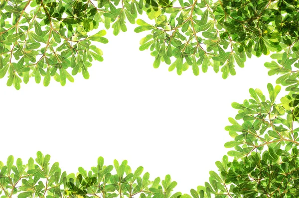 Panoramic Green leaves on white background — Stock Photo, Image