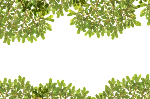 Panoramautsikt Gröna blad på vit bakgrund — Stockfoto