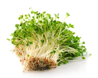 Beyaz Arkaplanda Fasulye Filizleri