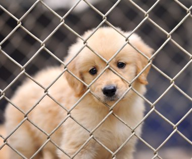 Yalnız köpek kafes içinde