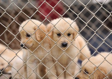 Yalnız köpek kafes içinde