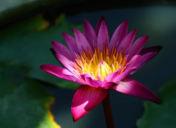 Floraison fleur de lotus dans l'étang japonais — Photo