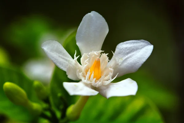 closeup white flowers