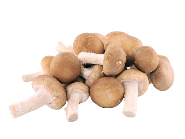 Mushrooms on white — Stock Photo, Image