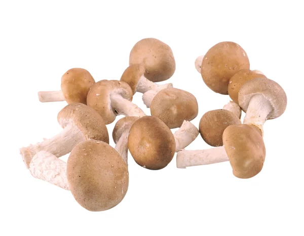 Mushrooms on white — Stock Photo, Image