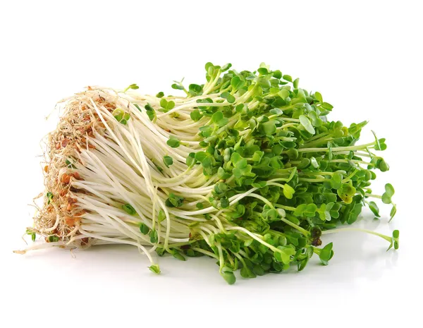 Bonen Sprouts op witte achtergrond — Stockfoto