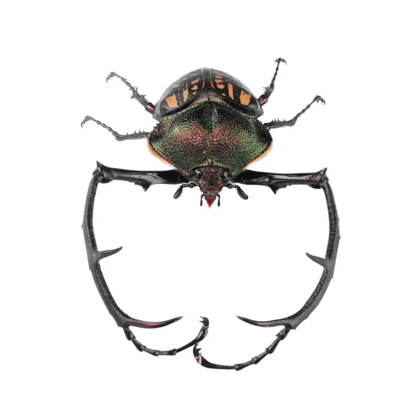 Czarny wielki chrząszcz i kręci na na białym tle — Zdjęcie stockowe