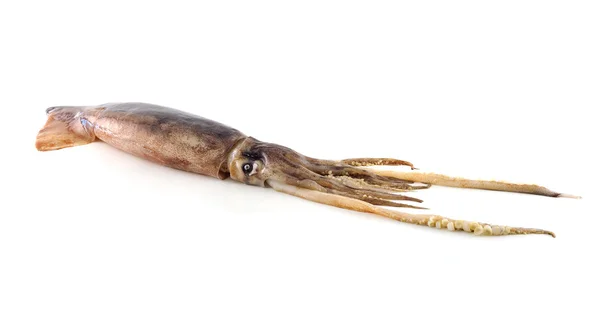 Mooie frisse squid geïsoleerd op witte achtergrond — Stockfoto