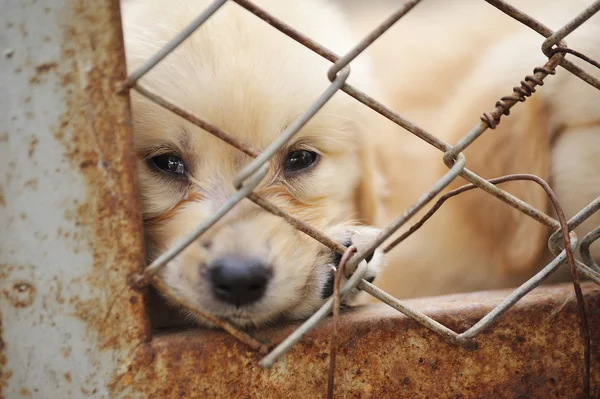 Perro solitario en jaula —  Fotos de Stock