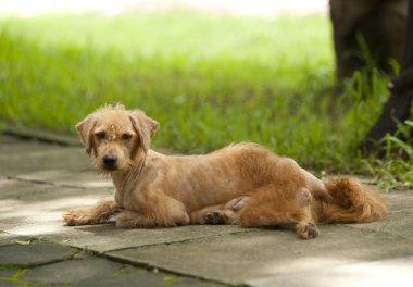 çirkin köpek