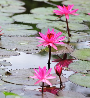 pembe lotus çiçek çiçeklenme yaz
