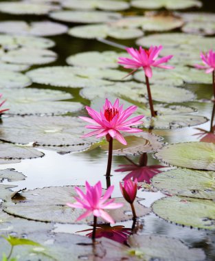 pembe lotus çiçek çiçeklenme yaz