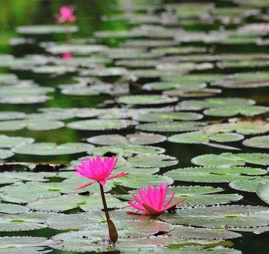 pembe lotus çiçek çiçeklenme yaz