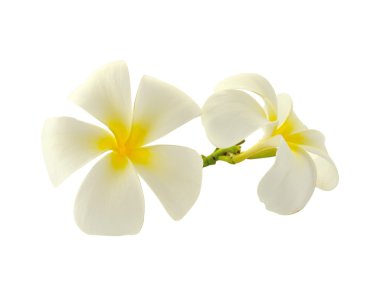 Beyaz backgro izole tropikal çiçek frangipani (plumeria)