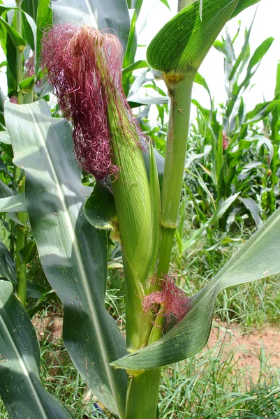 Corn on the stalk in the field — Stock Photo, Image