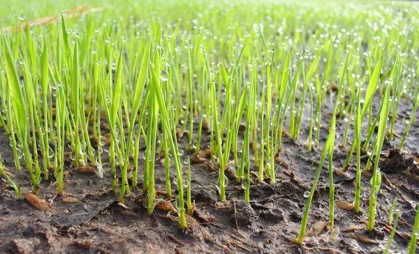 Plántulas de arroz verde de campo —  Fotos de Stock