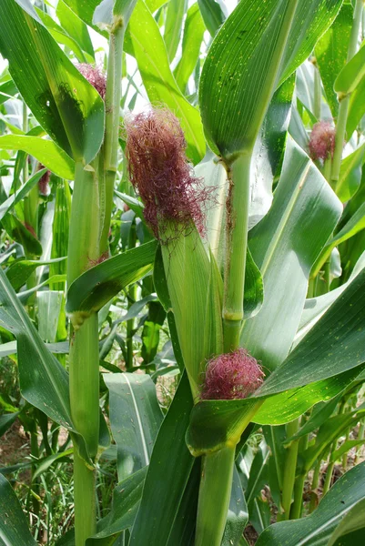 Corn on the stalk in the field — Stock Photo, Image