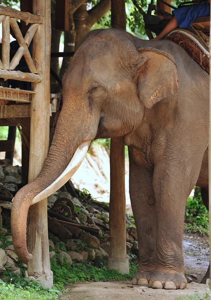 Elefante asiático — Fotografia de Stock