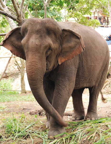 Ázsiai elefánt — Stock Fotó