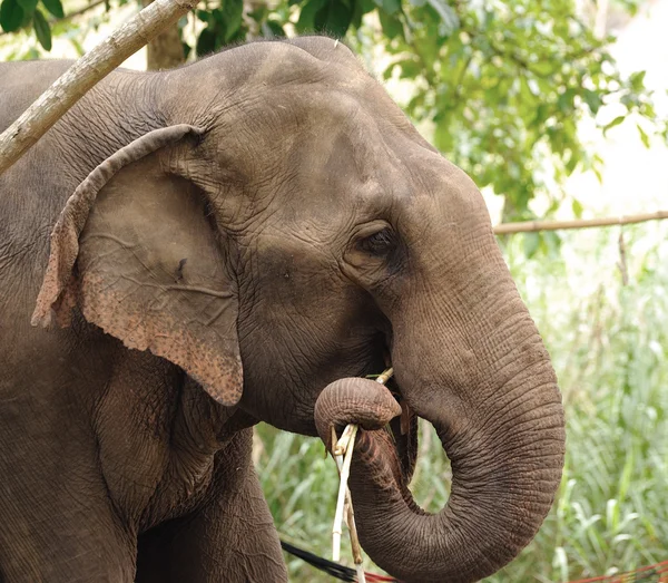 Ázsiai elefánt fej közelről — Stock Fotó