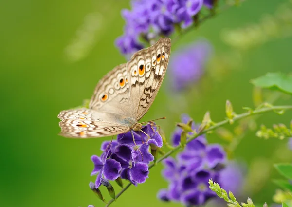 Papillon sur une fleur — Photo