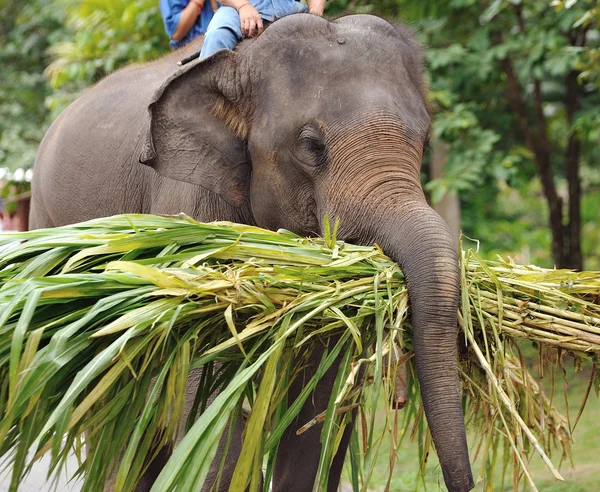 Elefante asiático — Fotografia de Stock