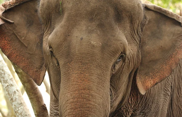 Asiatisk elefant huvud på nära håll — Stockfoto