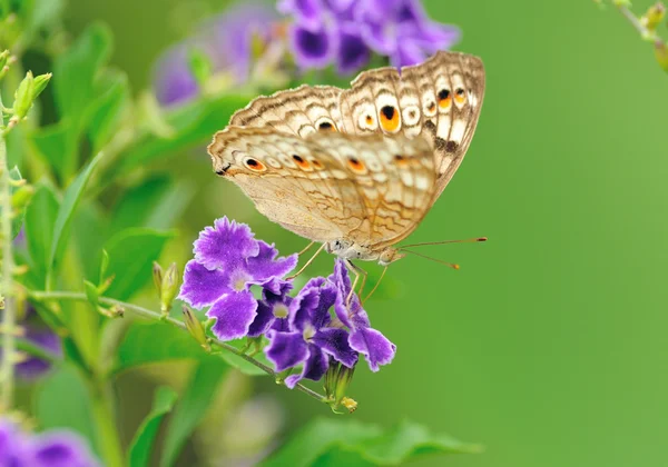 Motyl na kwiatku — Zdjęcie stockowe