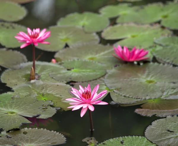 Une fleur de lotus en fleurs — Photo