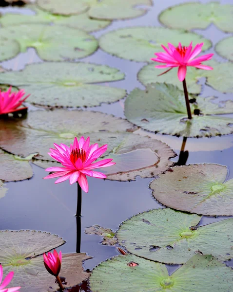 Pink lotus flower blooming at summer — Stock Photo, Image