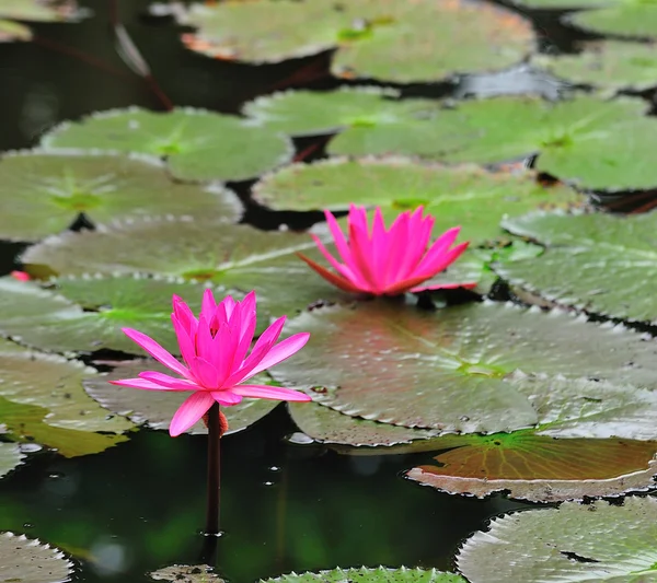 Pink lotus flower blooming at summer — Stock Photo, Image