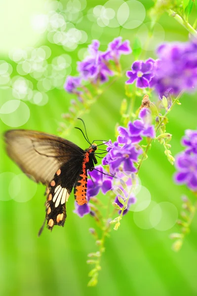 Vlinder aan een bloem met licht reflecteren in de ochtend — Stockfoto