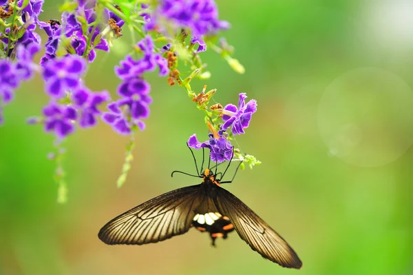 La farfalla su un fiore con luce si riflette di mattina — Foto Stock