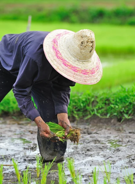 Thai gazda ültetése a hántolatlan rizs mezőgazdasági területen — Stock Fotó