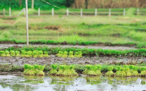 Paddy rice in field — Stock Photo, Image