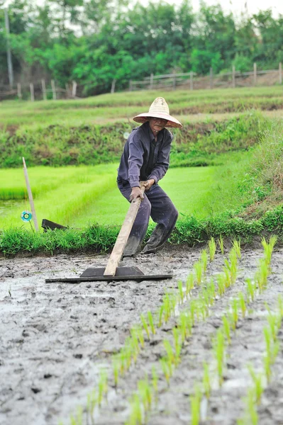 Thaise boer aanplant op de padie rijst landbouwgrond — Stockfoto