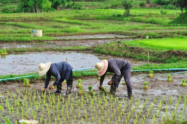 Thailändsk jordbrukare som planterar på åkermark för paddyris — Stockfoto