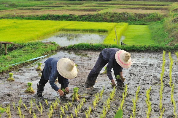 Agricultor tailandés plantando en el arrozal — Foto de Stock