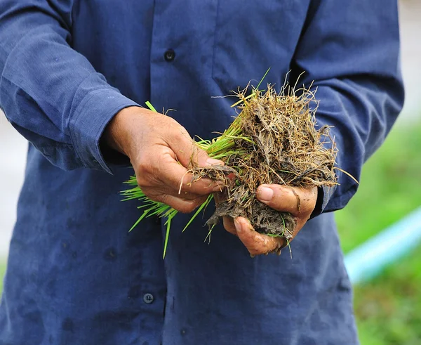 Arroz na mão dos agricultores — Fotografia de Stock