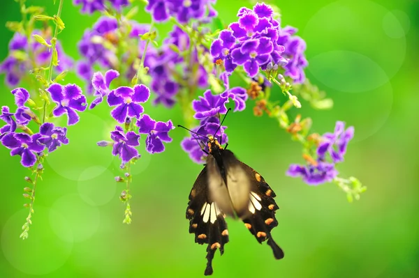 Метелик на квітці зі світлом відображається вранці — стокове фото