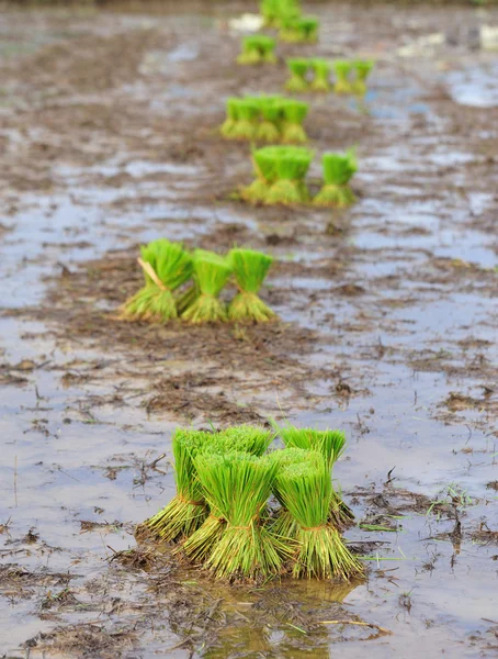 Paddyris på fältet — Stockfoto