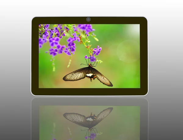 Butterfly on a flower with light reflect in morning in theTablet — Stock Photo, Image