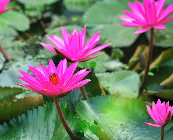 Pink lotus flower blooming at summer — Stock Photo, Image