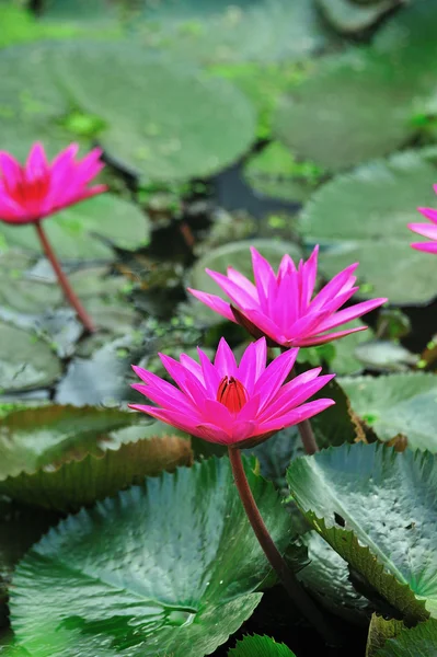 Fleur de lotus rose fleurissant en été — Photo