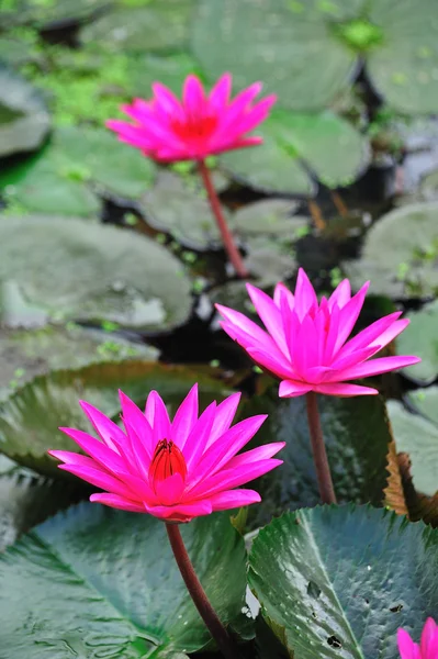 Fleur de lotus rose fleurissant en été — Photo